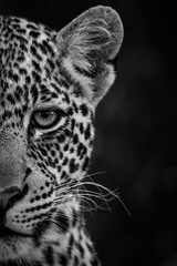 Mono close-up of leopard cub half face