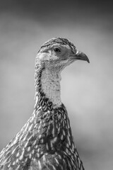 Mono close-up of yellow-necked spurfowl in profile