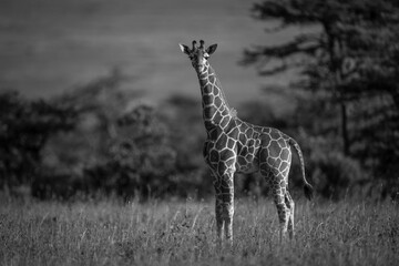 Mono baby reticulated giraffe turning to camera