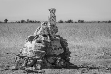 Mono cheetahs sit and lie on marker