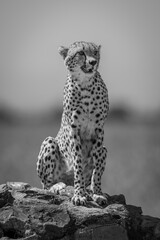 Mono cheetah sits facing camera on signpost