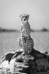 Mono cheetah sits watching camera on marker © Nick Dale
