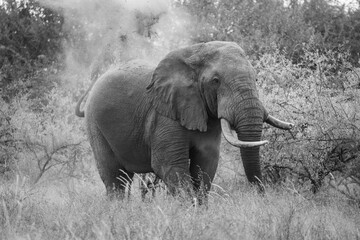 Mono African bush elephant enjoys dust bath