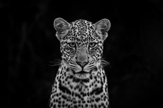 Mono close-up of leopard cub watching camera