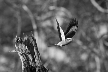 Mono lilac-breasted roller flies off from stump