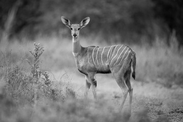 Mono lesser kudu on track watching camera