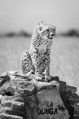 Mono male cheetah sits on stone signpost