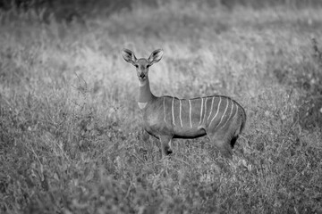 Mono lesser kudu in bushes watching camera