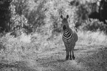 Mono plains zebra faces camera on track