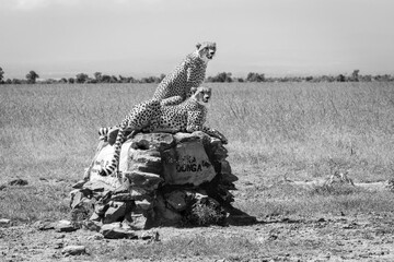 Mono male cheetahs scan savannah on marker