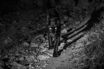 Mono panther walking towards camera at night