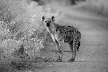 Mono spotted hyena watches camera from track