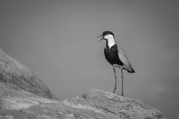 Mono spur-winged lapwing in sunshine on rock