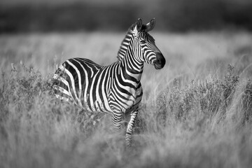 Mono plains zebra with catchlight between bushes
