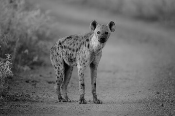 Mono spotted hyena watches camera from road