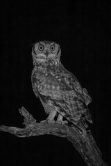 Mono spotted eagle-owl on branch turns round