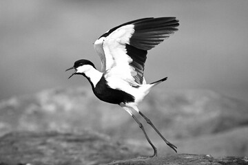 Mono spur-winged lapwing calls jumping off rock