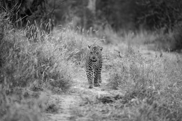 Mono male leopard approaches camera along track