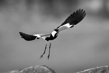 Mono spur-winged lapwing spreading wings taking off