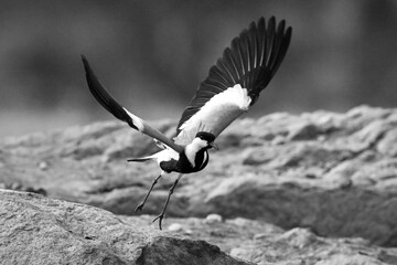 Mono spur-winged lapwing spreads wings taking off