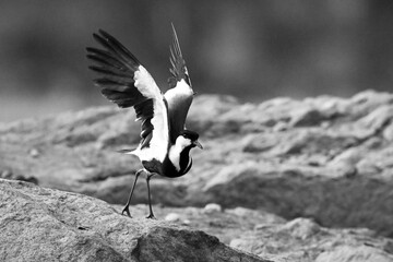 Mono spur-winged lapwing lifts wings taking off