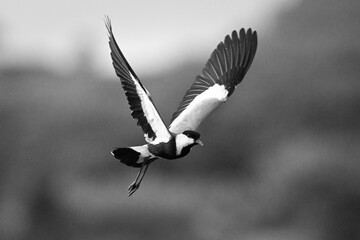 Mono spur-winged lapwing lifts wings passing trees