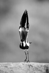 Mono spur-winged lapwing lifts wings on  rock