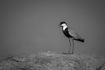 Mono spur-winged lapwing opens beak on rock