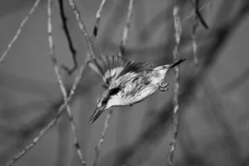 Mono striped kingfisher with catchlight leaves branch