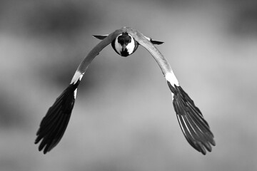 Mono spur-winged lapwing with catchlight approaches camera