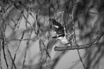 Mono striped kingfisher leaves branch with catchlight