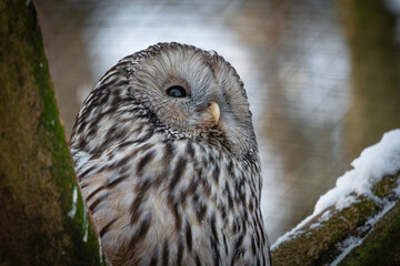 great horned owl