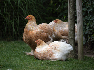 Brahma chicken together