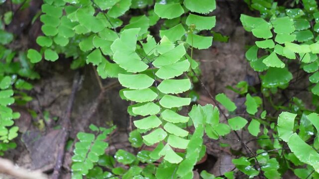 Southern maidenhair fern, black maidenhair fern, or Venus hair fern in closeup