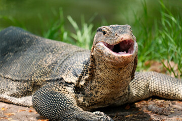 A Monitor Lizard in Lumpini Park, Bangkok