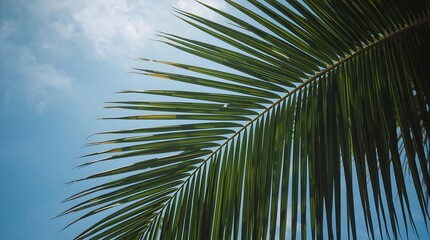 Naklejka premium Palm Tree Leaves Against Blue Sky