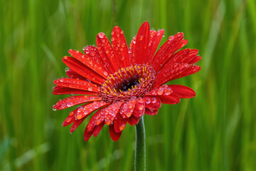 A vibrant red gerbera daisy with water droplets on its petals, set against a soft green natural background