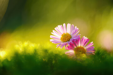 Two delicate pink and white daisies blooming in the soft green grass with a blurred background of sunlight