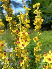 Verbascum nigrum, die schwarze Königskerze, Blüten im Sommer