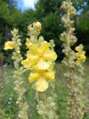 Verbascum phlomoides L., Königskerze mit gelber Blüte