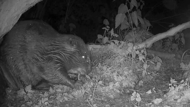 Wilde Biber, Castor, beim fressen und der Futtersuche im Auwald, Nahaufnahme, Nachtaufnahme
