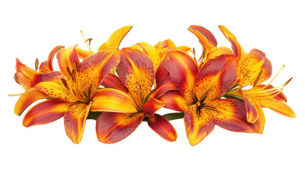 Vibrant orange and yellow lilies arranged in a striking transparent design