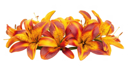 Vibrant orange and yellow lilies arranged in a striking transparent design