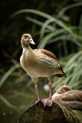 Egyptian Goose on a pond