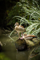 Egyptian Goose on a pond