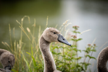 Cygnet by the river