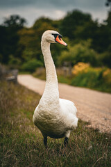 Swan on a path