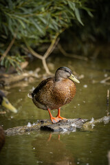 Duck on a log