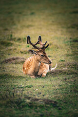 Sitting deer