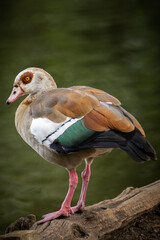 Egyptian Goose on a pond